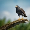 Kane tmava - Buteogallus anthracinus - Common Black Hawk 7321